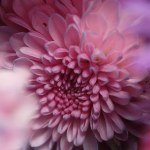 beautiful chrysanthemum flowers close up 