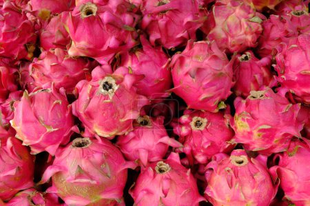Téléchargez les photos : Un pitaya ou pitahaya est le fruit de plusieurs espèces de cactus indigènes. Hylocereus polyrhize. Hylocereus costaricensis. pile de fruits du dragon. buah naga. - en image libre de droit