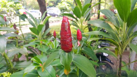 Téléchargez les photos : Bouton rouge fleur de gingembre ou Costus Woodsonii dans le jardin tropical - en image libre de droit