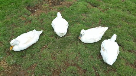 Photo for A group of white pekin or american pekin or domestic duck or Anas platyrhynchos domesticus sitting on the grass - Royalty Free Image