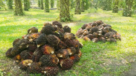 Foto de Ramo de frutas frescas (FFB) en una plantación de aceite de palma después de cortar los frutos de los árboles. Frutas del aceite de palma en la plantación. - Imagen libre de derechos