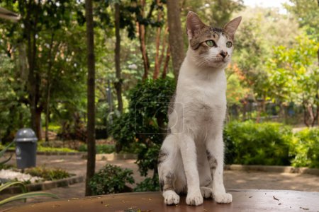 A white cat standing on a table in the garden
