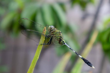 Side view of a Dragonfly perched on Aloe Vera leaf