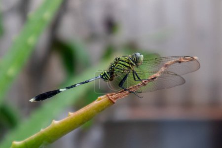 Dragonfly perched on Aloe Vera plant