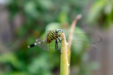 Una libélula encaramada en la punta de una hoja de aloe vera