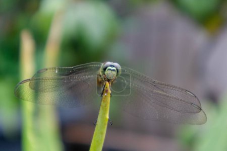 Vista frontal de una libélula posada sobre la planta de Aloe Vera