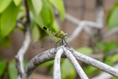 Una libélula posada en una rama de árbol
