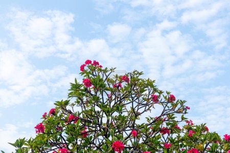 Die Spitze eines Frangipani-Baumes mit blauem Himmel