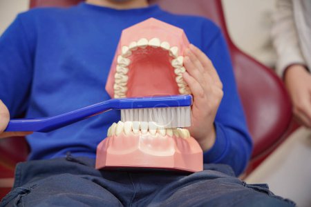 Téléchargez les photos : Un garçon sur rendez-vous chez le dentiste tient dans ses mains une grande brosse à dents et une mâchoire en plastique avec des dents. - en image libre de droit