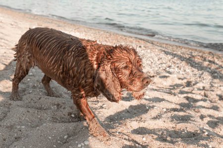 A spaniel dog walks on the sand by the sea.