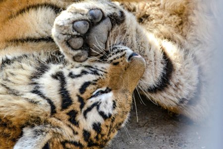 A tiger plays in a zoo lying on its back and flirts with visitors.