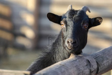 A black goat peeks out from behind a fence on a ranch