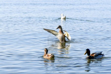 Ein wilder Erpel auf dem Wasser breitete seine Flügel unter den anderen Enten aus.