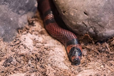 The king snake in the zoo is basking under the stone in the aquarium.