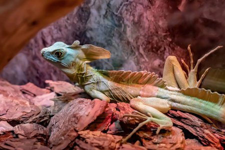Foto de Un lagarto camaleón de color se calienta bajo una lámpara en el zoológico. - Imagen libre de derechos