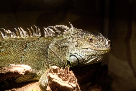 The iguana stretches its neck and looks forward in the aquarium at the zoo.