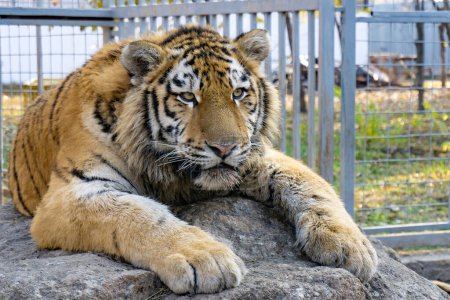 der gestreifte Tiger liegt auf einem Stein im Käfig eines Zoos.