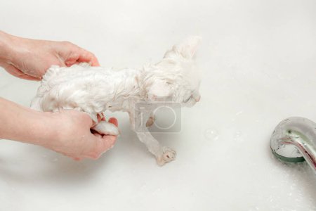 Eine Frau badet eine weiße Katze in einer Badewanne unter Wasser. Sauberkeit und Hygiene von Haustieren.