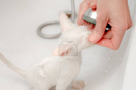 A woman bathes a white cat in a bathtub underwater. Cleanliness and hygiene of pets.