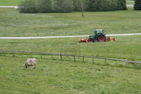Un tracteur fauche l'herbe et une vache broute dans les champs. Nature.