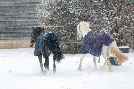 Horses in winter coats play and gallop around the paddock under the falling snow. Animals in winter.