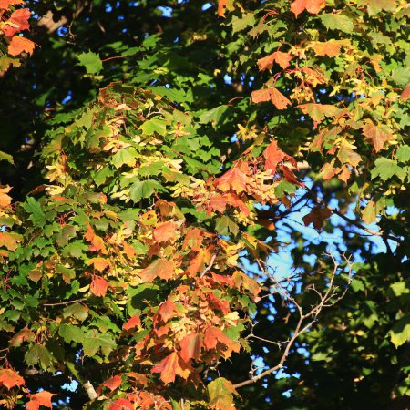 Foto de Hojas de arce noruego (Acer platanoides) que comienzan a ponerse rojas. - Imagen libre de derechos