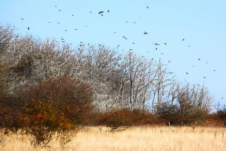 Foto de Bosque en la pequeña isla Greifswalder Oie, muerto debido a cantidades masivas de excrementos de aves. - Imagen libre de derechos