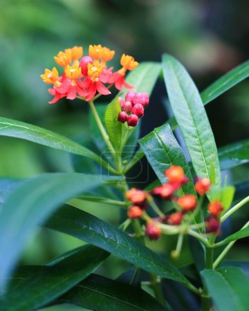 Colourful flowers of the tropical milkweed (Asclepias curassavica) .