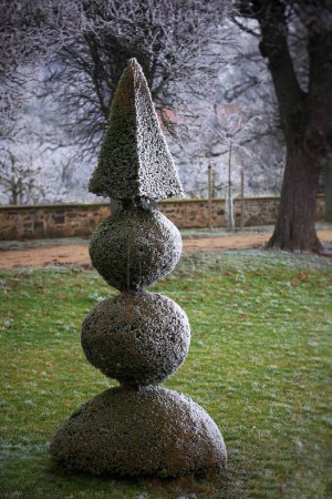 Photo for Topiary yew with pyramid and ball shapes in winter. - Royalty Free Image