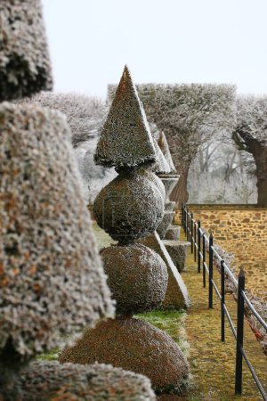 Photo for Row of topiary yews with pyramid and ball shapes in winter. - Royalty Free Image