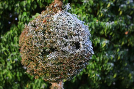 Photo for Topiary yew with ball shape in winter. - Royalty Free Image