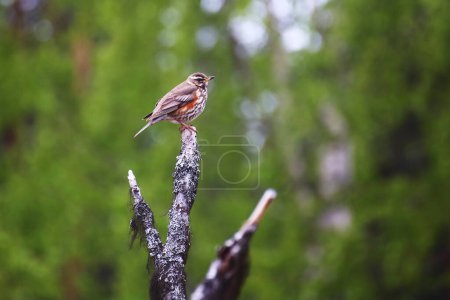 Photo for Redwing (Turdus iliacus) sitting on a tree branch. - Royalty Free Image