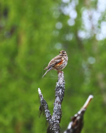 Photo for Redwing (Turdus iliacus) sitting on a tree branch. - Royalty Free Image