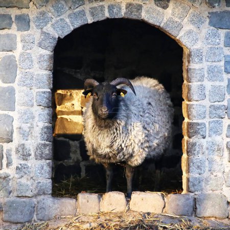 Domestic sheep (Ovis aries) - a ram standing in entrance of a stone building.