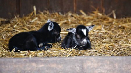 Two cute baby goats (Capra hircus) resting in straw.
