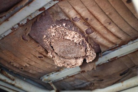 Wasps nest built in the ceiling of old vehicle.