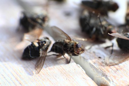 Macro shot of dead flesh flies (Sarcophaga species).