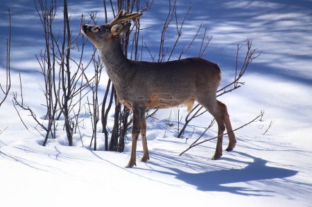 Roe deer (Capreolus capreolus) feeding on a shrub on sunny winter day.