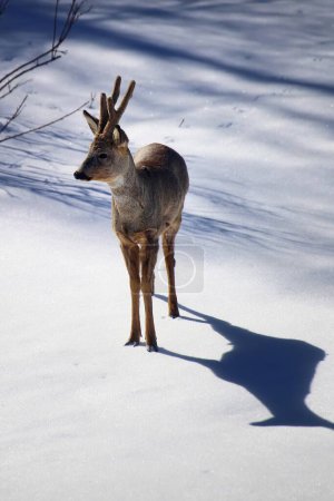 Roe deer (Capreolus capreolus) on sunny winter day.
