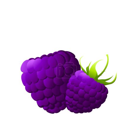 Illustration for Blackberry. Wild berries on white background. Cartoon fresh bramble, healthy food, organic natural dewberry, raw production, design element.Vector illustration. - Royalty Free Image