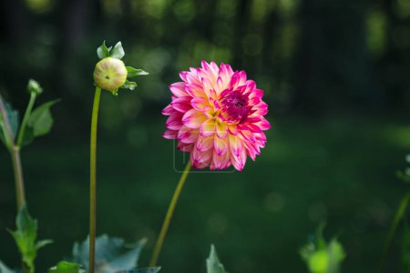 Photo for Bright pink globular dahlias in bloom in a garden on a blurred dark green background, close up. - Royalty Free Image