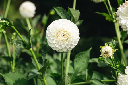 Photo for Bright white globular dahlias in bloom in a garden on a blurred dark green background, close up. - Royalty Free Image