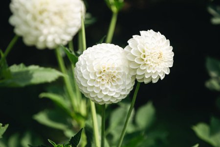 Photo for Bright white globular dahlias in bloom in a garden on a blurred dark green background, close up. - Royalty Free Image