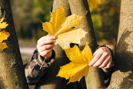 Foto de Un hombre sostiene hojas de arce amarillo en sus manos, escondiéndose detrás de los árboles en el bosque. - Imagen libre de derechos