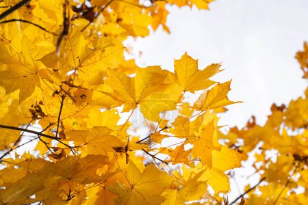 Foto de Hojas de arce amarillo durante la temporada de otoño con luz solar cálida por detrás, parque de otoño sobre fondo borroso. - Imagen libre de derechos