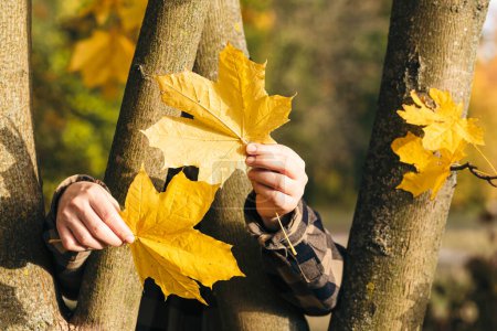 Foto de Un hombre sostiene hojas de arce amarillo en sus manos, escondiéndose detrás de los árboles en el bosque. - Imagen libre de derechos