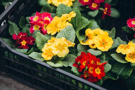 Selektiver Schwerpunkt der farbenfrohen Primula vulgaris, Gemeine Primel ist eine Blütenpflanze aus der Familie der Primulaceae, Kleine mehrfarbige Blüten in Plastikboxen auf dem Markt.