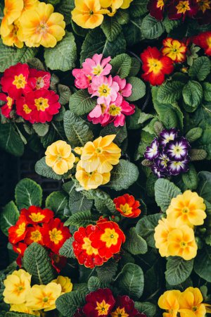Primula Primrose plants with colorful flowers as background, top view. Happy Easter card. Many Primula Primrose Multicolored flowers.
