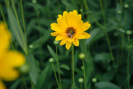 Gelbe Heliopsis-Asteroidenblume und Biene in Nahaufnahme auf dunkelgrünem, verschwommenem Hintergrund im Garten, Nahaufnahme.