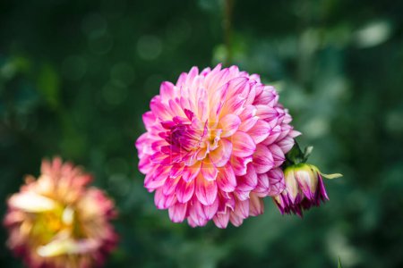 Photo for Bright pink globular dahlias in bloom in a garden on a blurred dark green background, close up. - Royalty Free Image